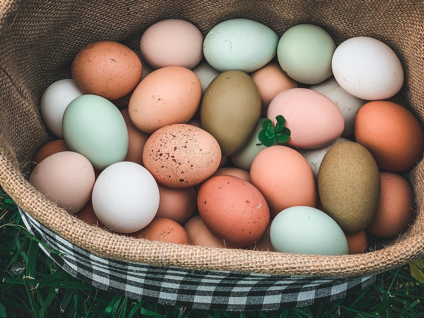 Pasture Raised Eggs